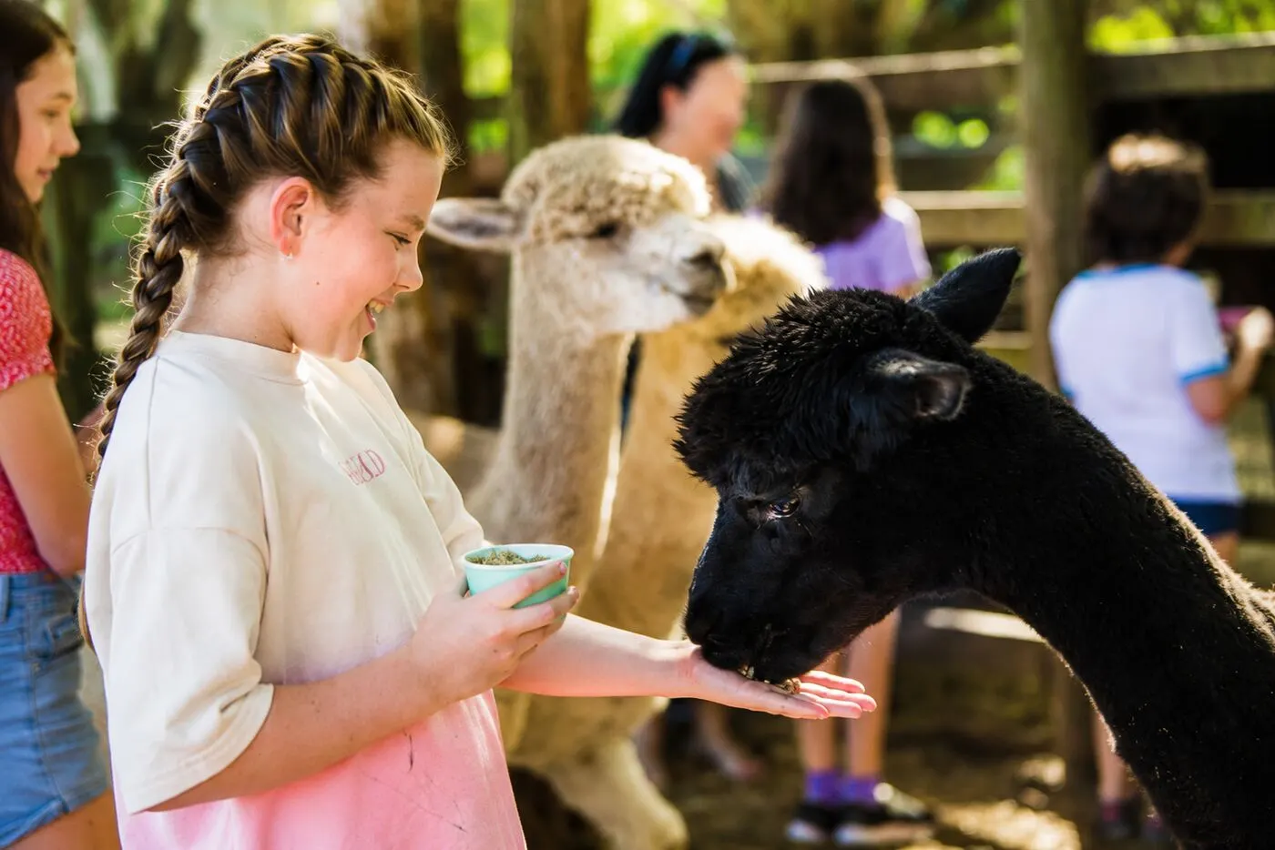 A child gently feeding an alpaca during an early learning farm excursion