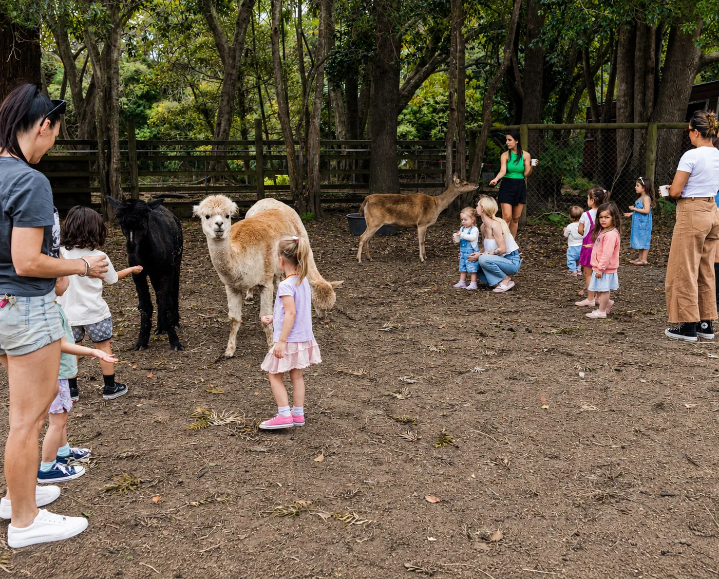 A childcare group meeting the alpaca, llama and deer with their carers at Historic Rivermill